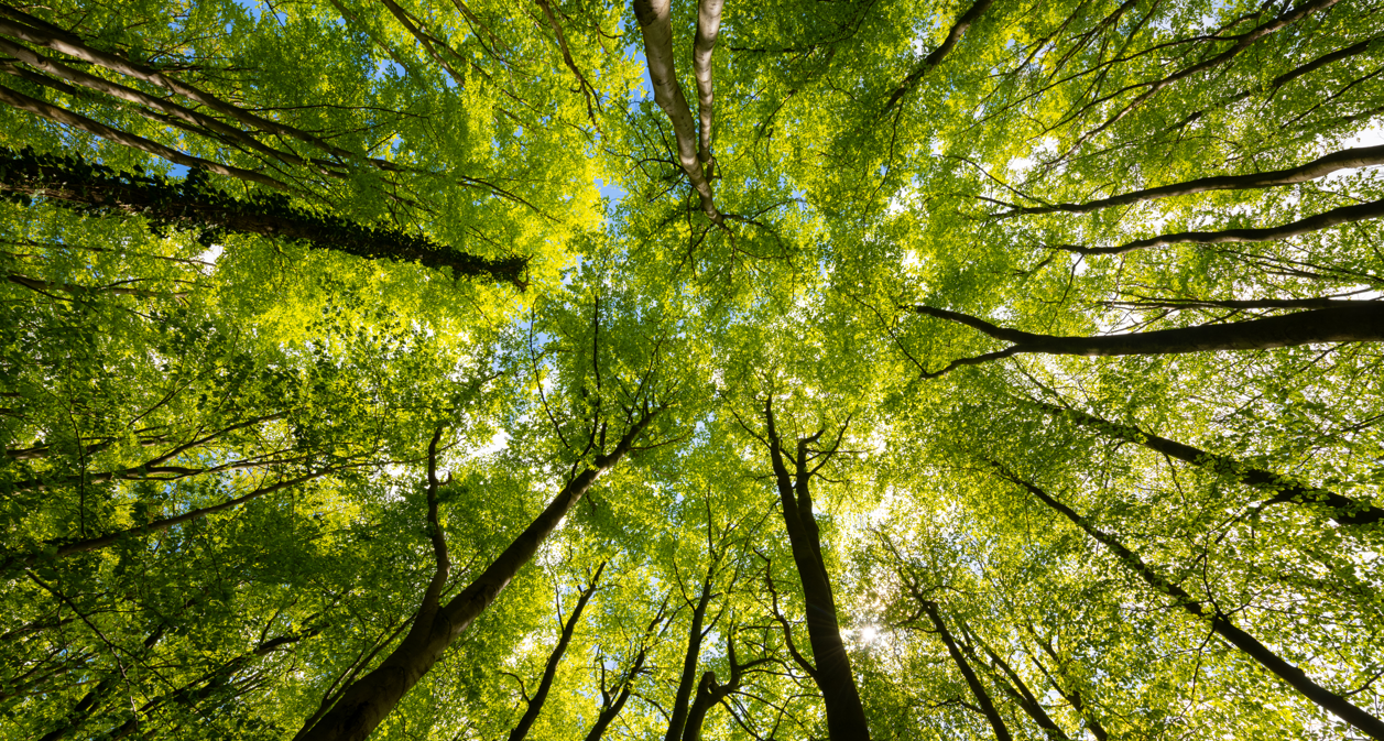  Que retenir de la COP30 ? Entre ambitions affichées et actions réelles 